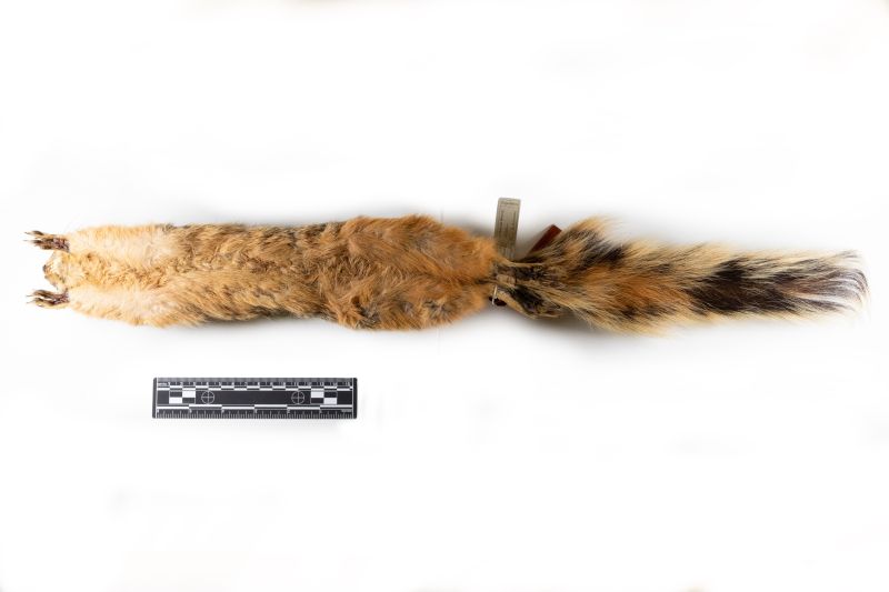 File:20260526-AMNH1254-1985 Sciurus nayaritensis-Overson Steger-F0831.jpg