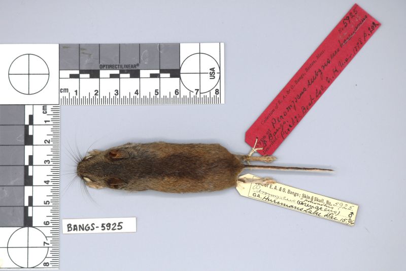 File:MCZMammBANGS-5925 Peromyscus polionotus dorsal.jpg