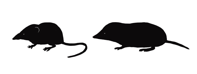 File:Soricidae silhouette.png