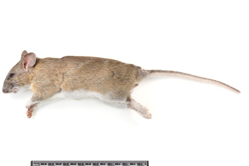 File:NEON07QPS Neotoma floridana lateral.jpg