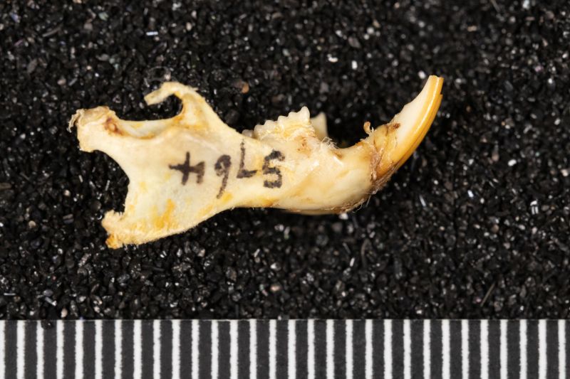 File:20260526-AMNH5764-7166 Oryzomys texensis-Overson Steger-F0238.jpg