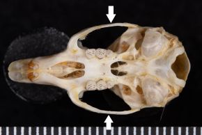 Napaeozapus insignis zygomatic arch