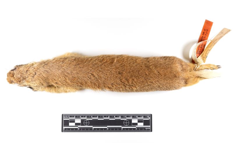 File:20260526-AMNH28738 Cynomys parvidens-Overson Steger-F0427.jpg