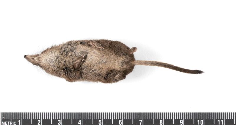 File:NEON01I6X Sorex arcticus ventral.jpg