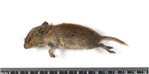 subadult, Alaska, Fairbanks North Star Borough
