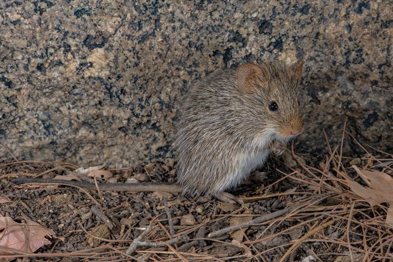 File:Sigmodon ochrognathus by Randy Babb.jpg