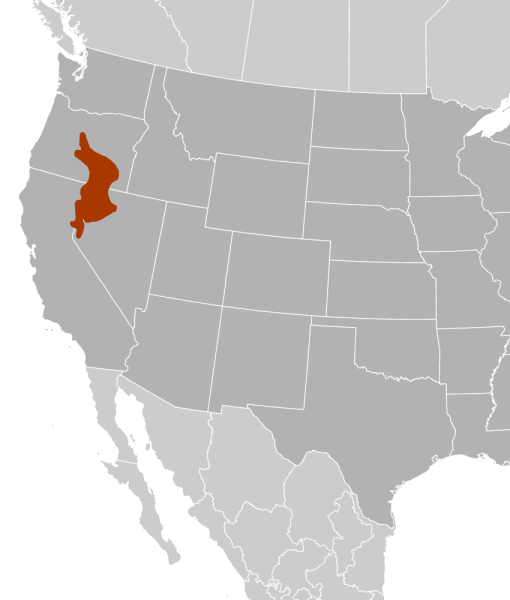 File:Microdipodops californicus range.png