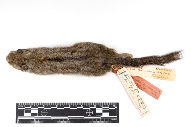 File:20260526-AMNH728-1157 Neotamias merriami-Overson Steger-F0022.jpg
