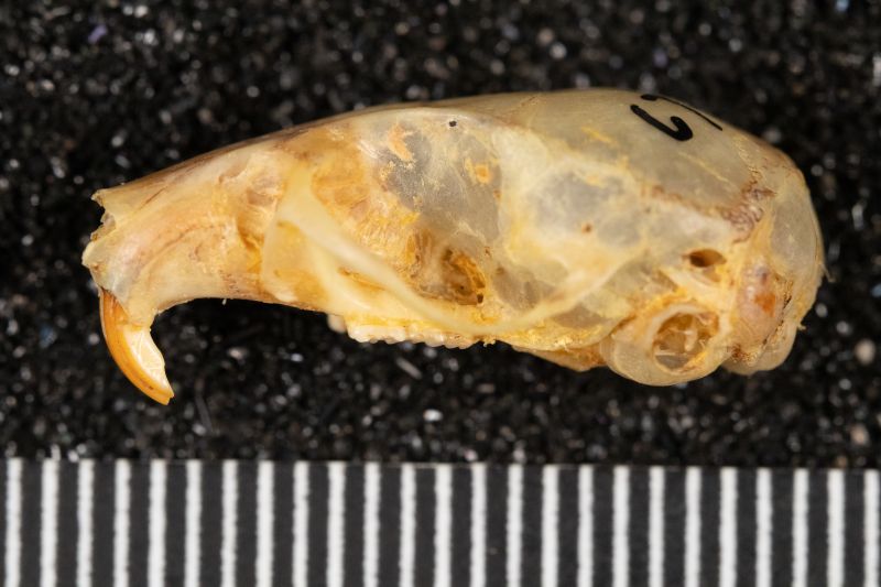 File:20260526-AMNH6736-8411 Reithrodontomys fulvescens-Overson Steger-F1068.jpg