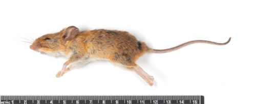 Golden Mouse (Ochrotomys nuttalli)