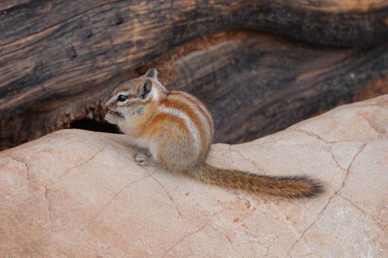 File:Neotamias rufus by bklockwood.jpg