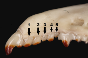 Sorex sonomae unicuspids