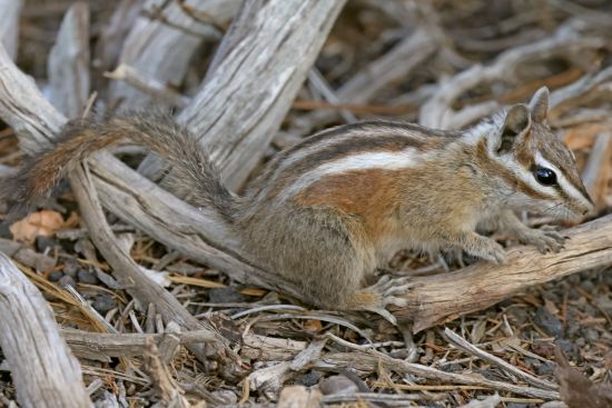 Neotamias rufus - WhiskerWiki