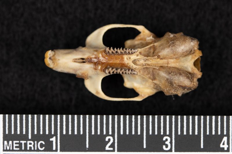 File:UAM64379 Microtus abbreviatus skull ventral.jpg