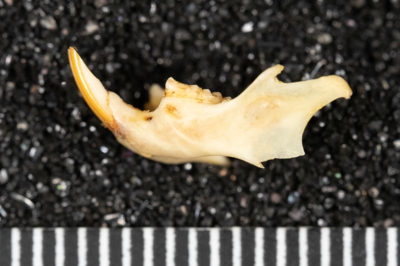 File:20260526-AMNH6736-8411 Reithrodontomys fulvescens-Overson Steger-F1127.jpg