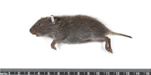 Juvenile, Riley County, Kansas