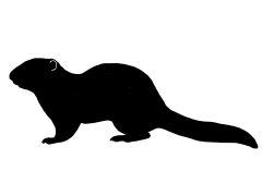 Franklin's Ground Squirrel