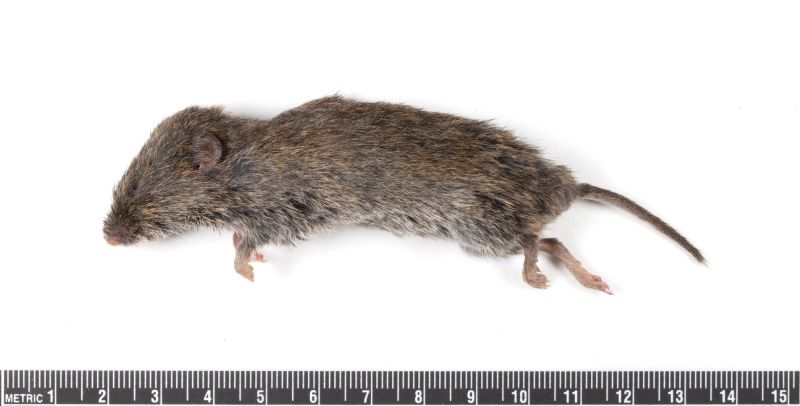 File:NEON05G4G Microtus oregoni.jpg
