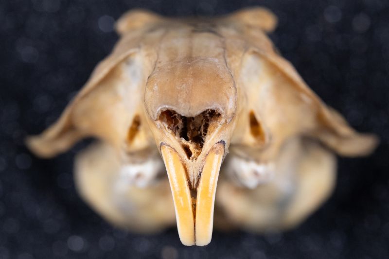 File:20260526-AMNH28738 Cynomys parvidens-Overson Steger-F0805.jpg