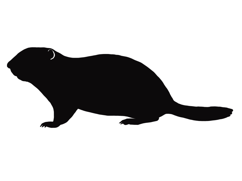 File:Urocitellus silhouette.png