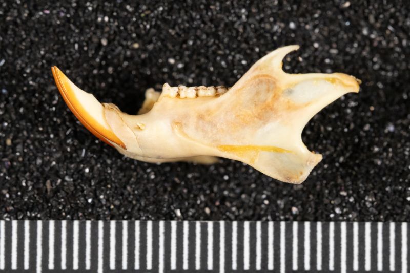 File:20260526-AMNH728-1157 Neotamias merriami-Overson Steger-F0342.jpg