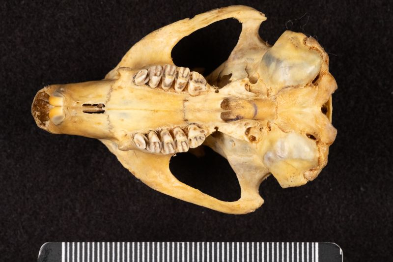 File:20260526-AMNH28738 Cynomys parvidens-Overson Steger-F0766.jpg