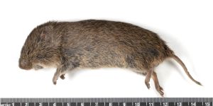 Adult, Riley County, Kansas