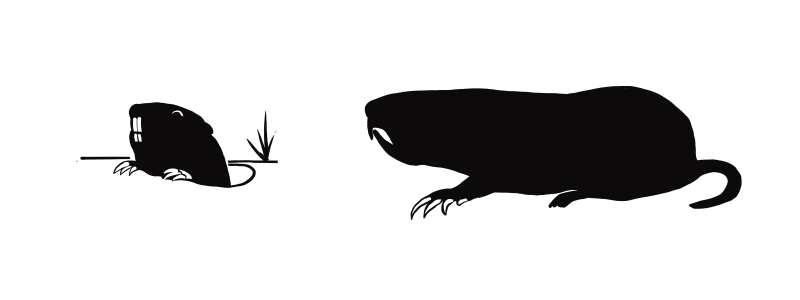 File:Pocket gopher silhouette.png