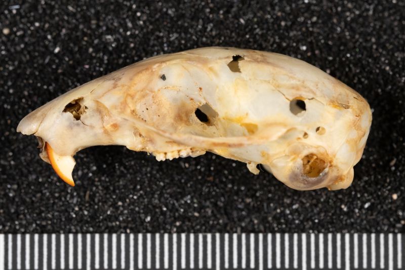 File:20260526-AMNH728-1157 Neotamias merriami-Overson Steger-F0336.jpg